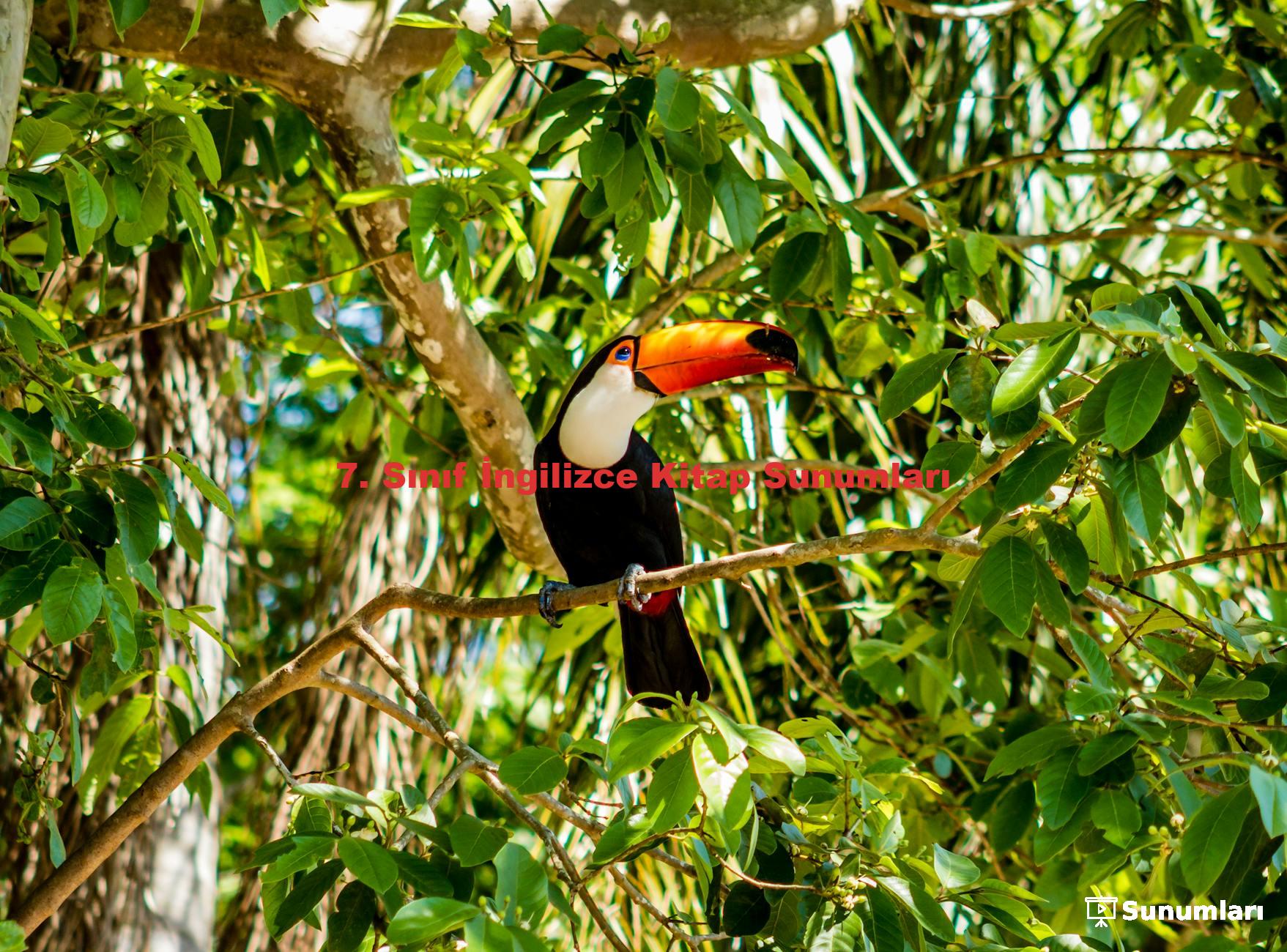 7. Sınıf İngilizce Kitap Sunumları