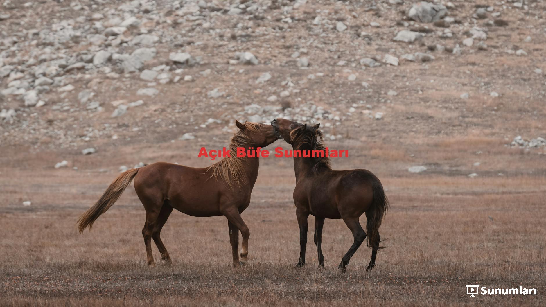 Açık Büfe Sunumları