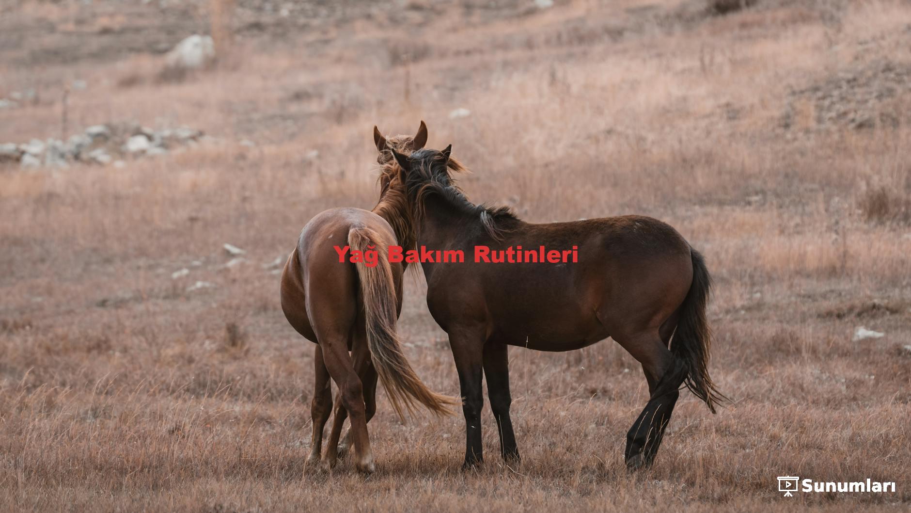 Yağ Bakım Rutinleri